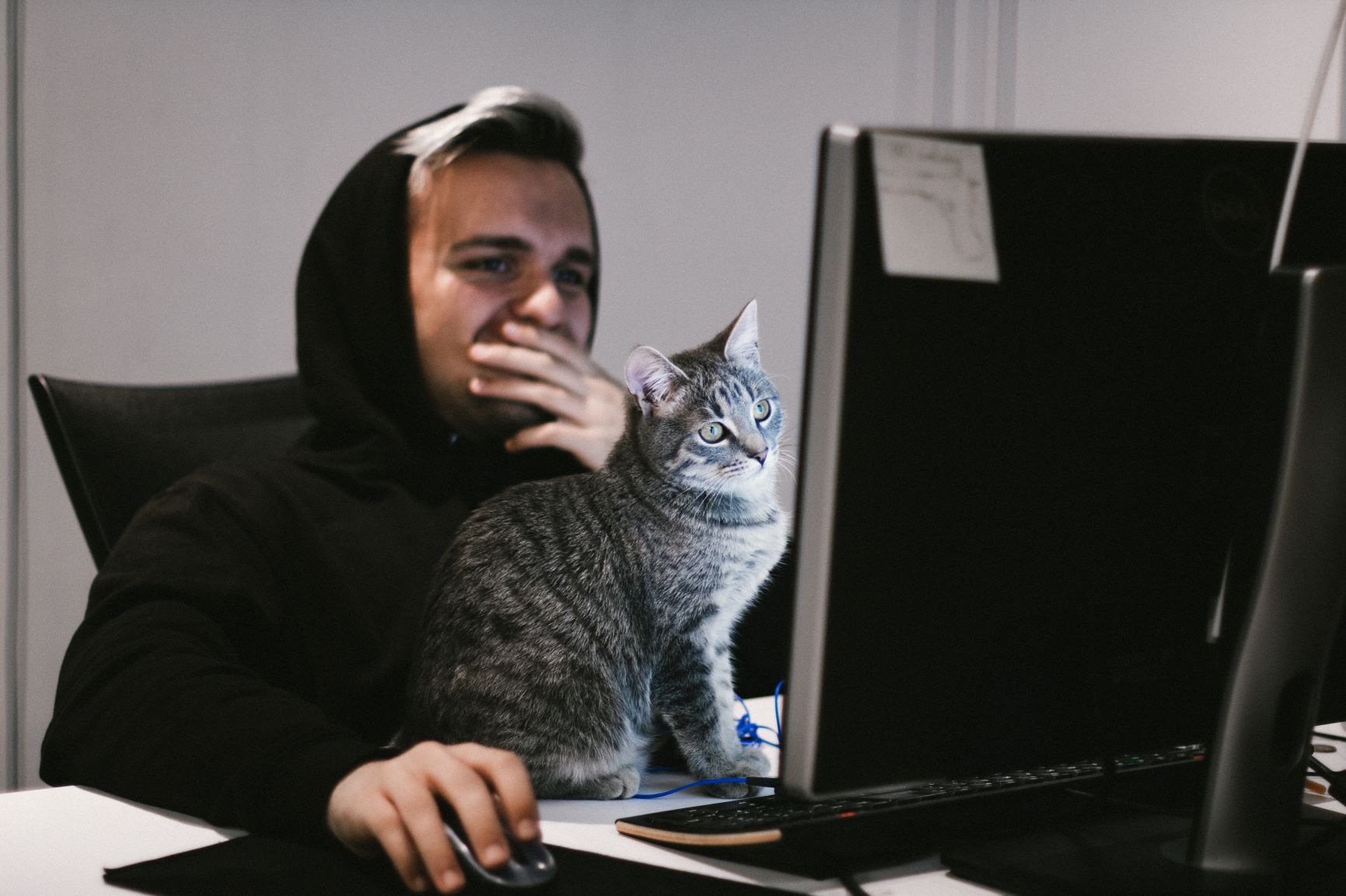 como fazer live, homem sentado em frente ao computador observando a tela com feição curiosa. gato ao seu lado também observa a tela.